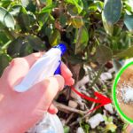 sapone-marsiglia-insetticida