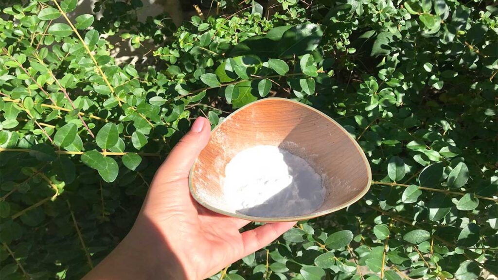 Il bicarbonato in giardino si usa così senza rovinare le piante