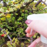 usare-sapone-giallo-come-insetticida