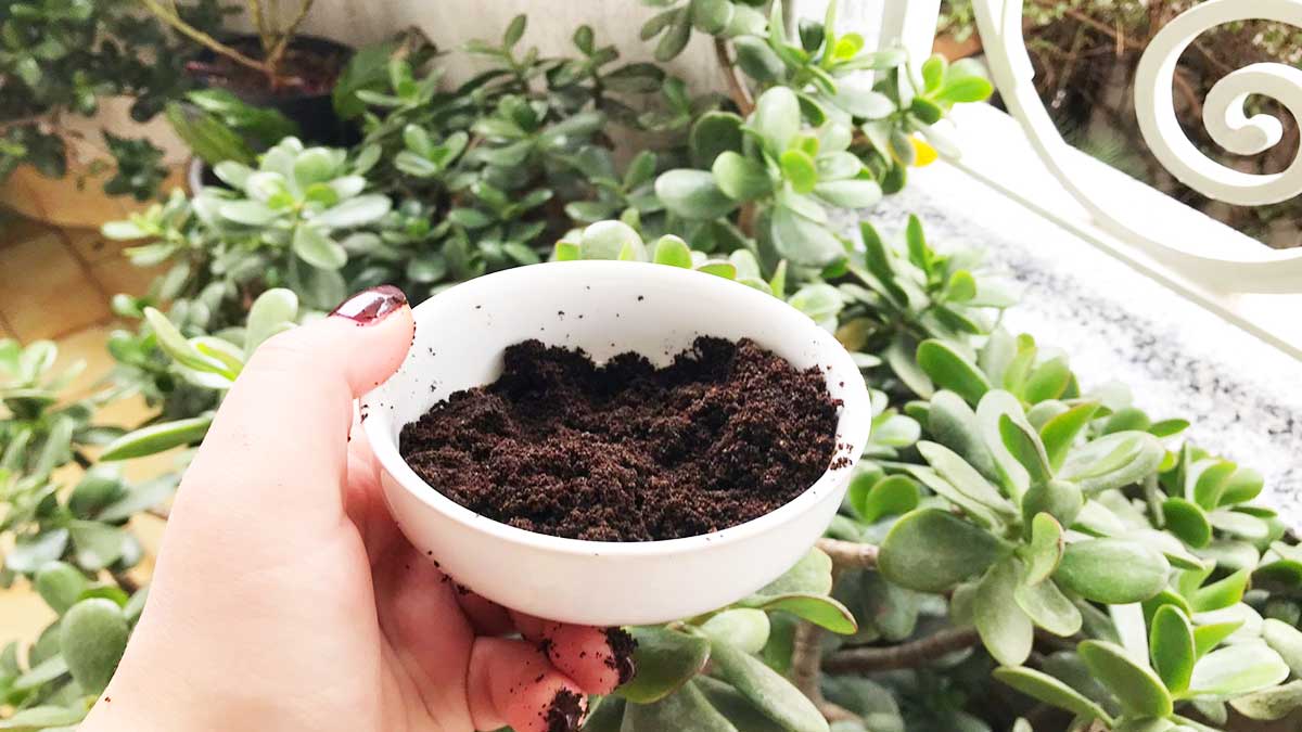 usare-fondi-caffe-piante