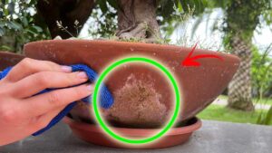 Come pulire i vasi esterni in terracotta e rimuovere gli aloni bianchi