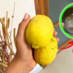 profumare-casa-limoni