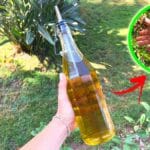 olio-oliva-usi-cosmetici