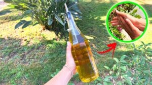 Tutti gli usi cosmetici dell’Olio d’oliva