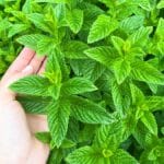 coltivare-menta