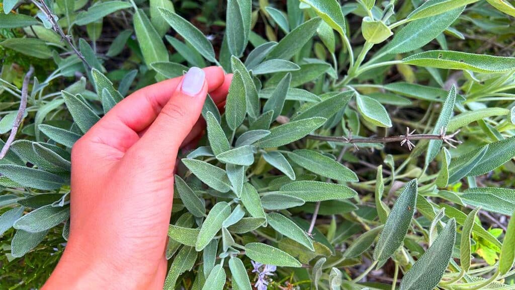Tutti i Consigli Utili per avere la Salvia sempre profumata in balcone