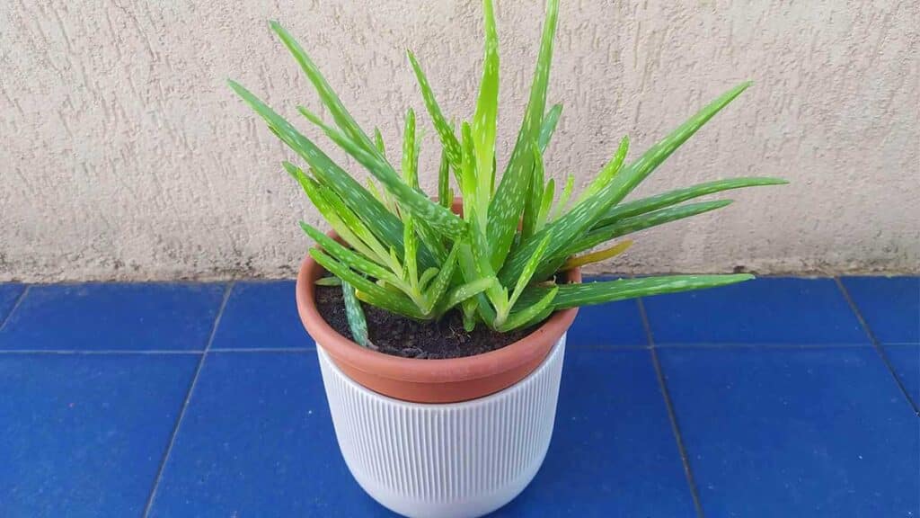 aloe-vera