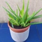aloe-vera