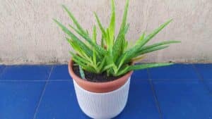 3+1 Consigli per coltivare l’Aloe vera in casa
