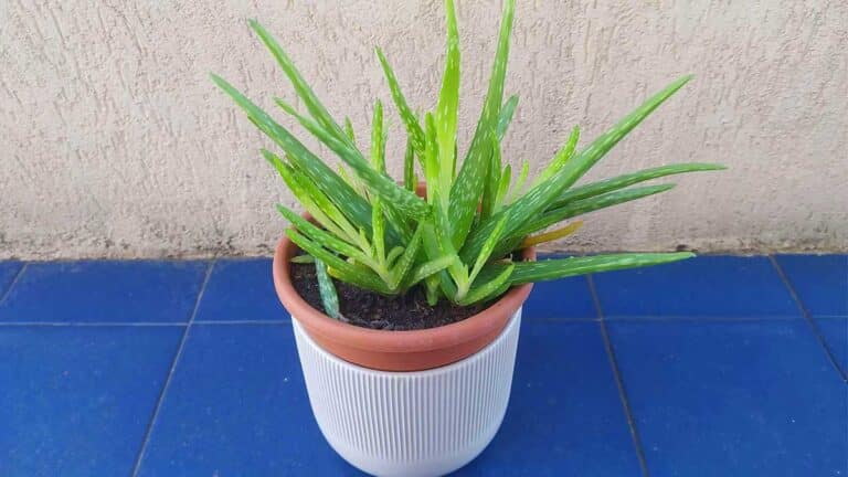 aloe-vera