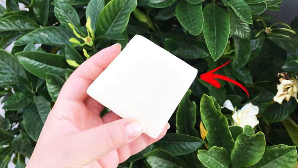 sapone-marsiglia-giardino