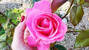 Le rose crescono più rigogliose con questi concimi da cucina