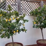 Due piante di limone in vaso con frutti maturi