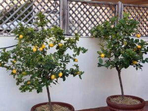 La pianta di limone in vaso cresce meglio con queste cure