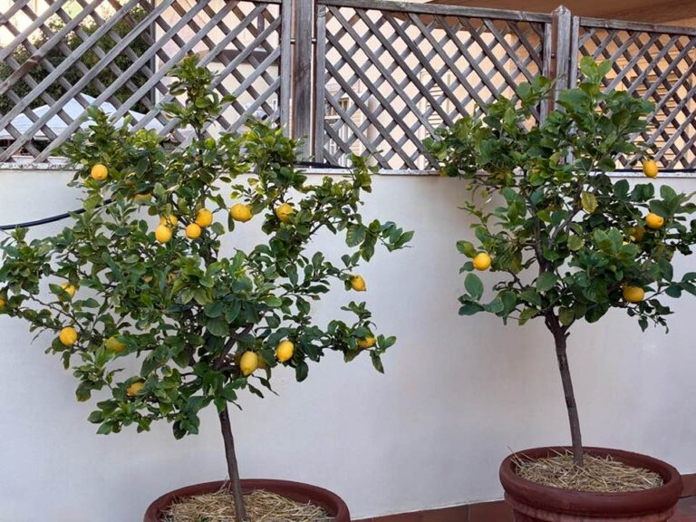 Due piante di limone in vaso con frutti maturi